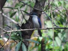 collared kingfisher