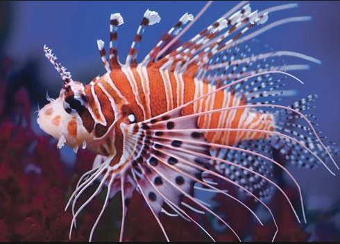 Teachers – which sea creature are&nbsp;you?